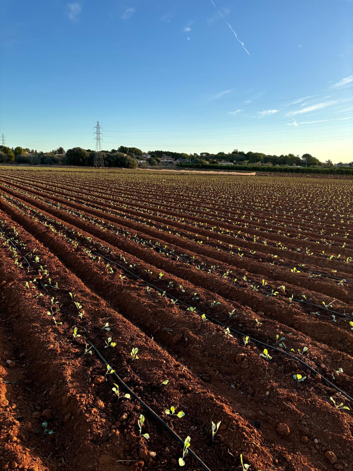 Equipo de Francisco Ballester trabajando en instalaciones hortofrutícolas