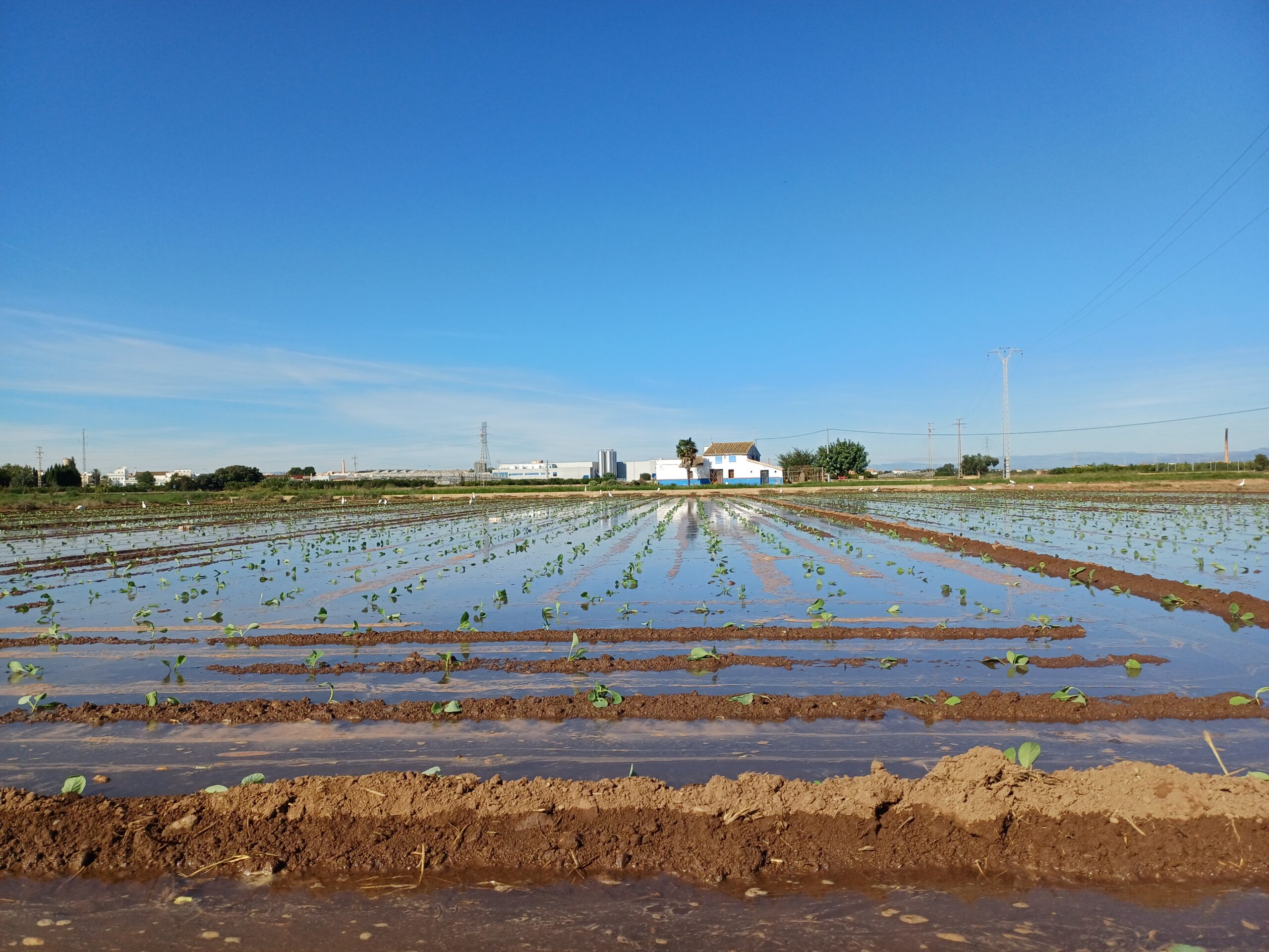 Producto fresco seleccionado en el campo